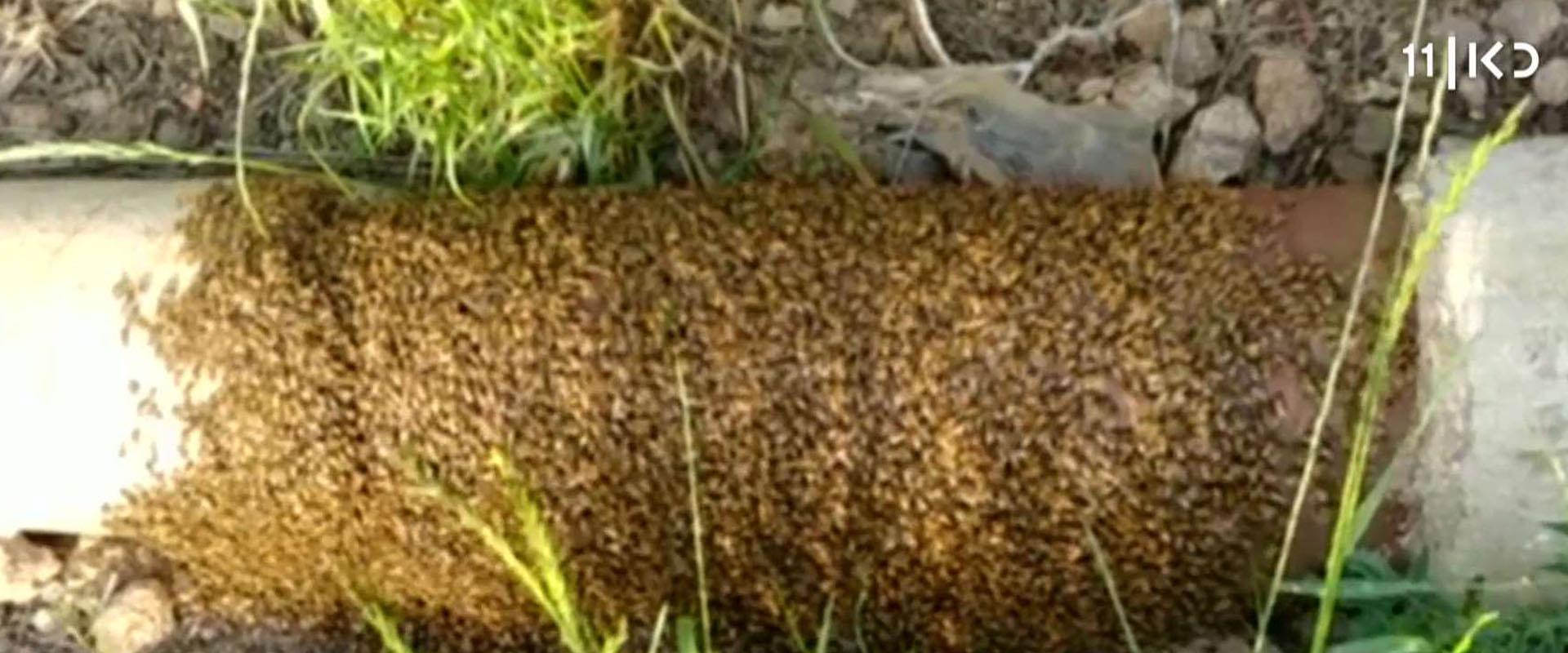 מלחמות הדבורים