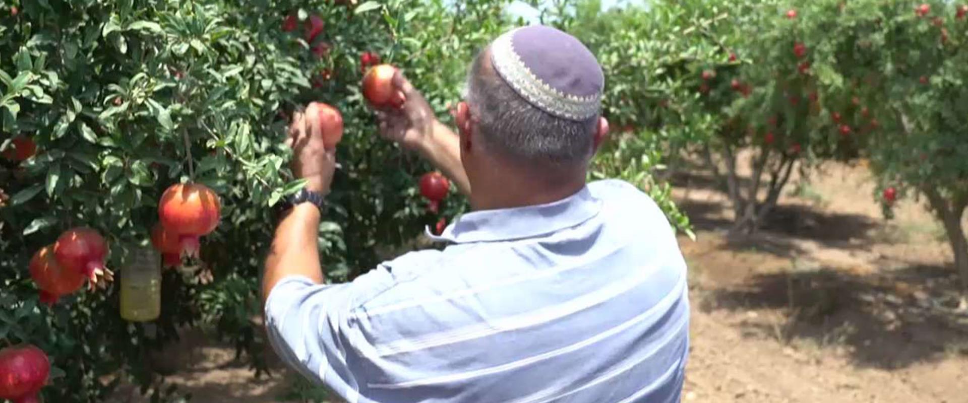 "למה אתה גונב?": המלחמה של החקלאים במשפחות הישראלי