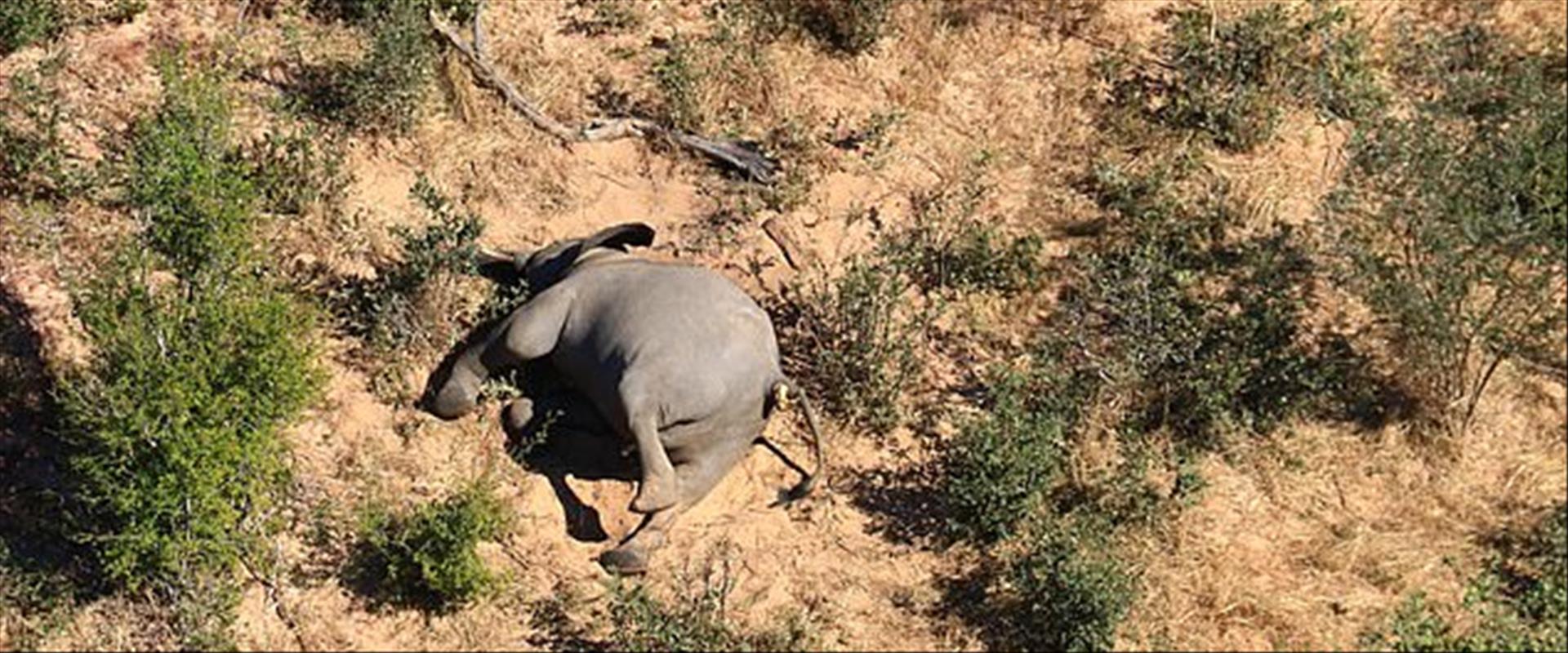 אחד מהפילים שנמצאו מתים בבוטסואנה