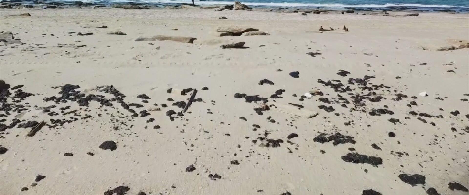 ניקוי חופים בעקבות אסון זיהום הנפט