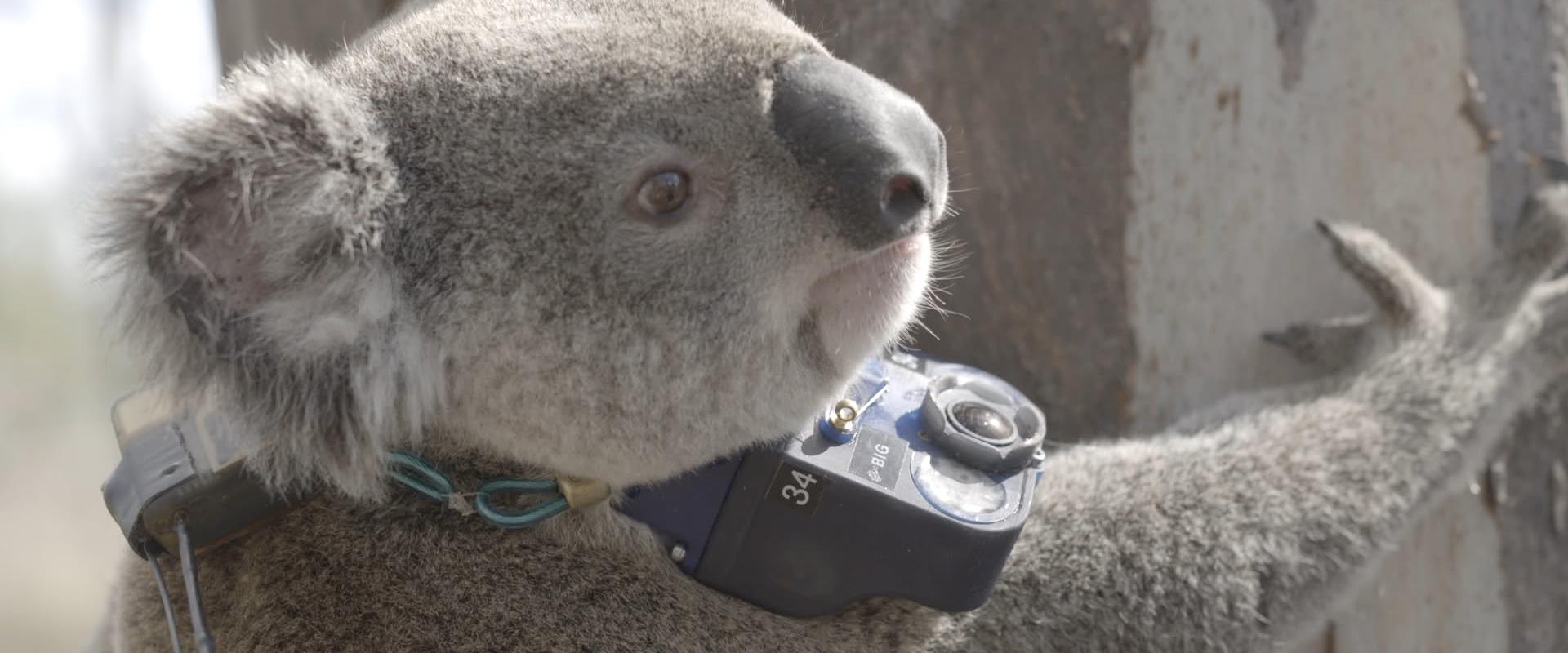 חיות עם מצלמות